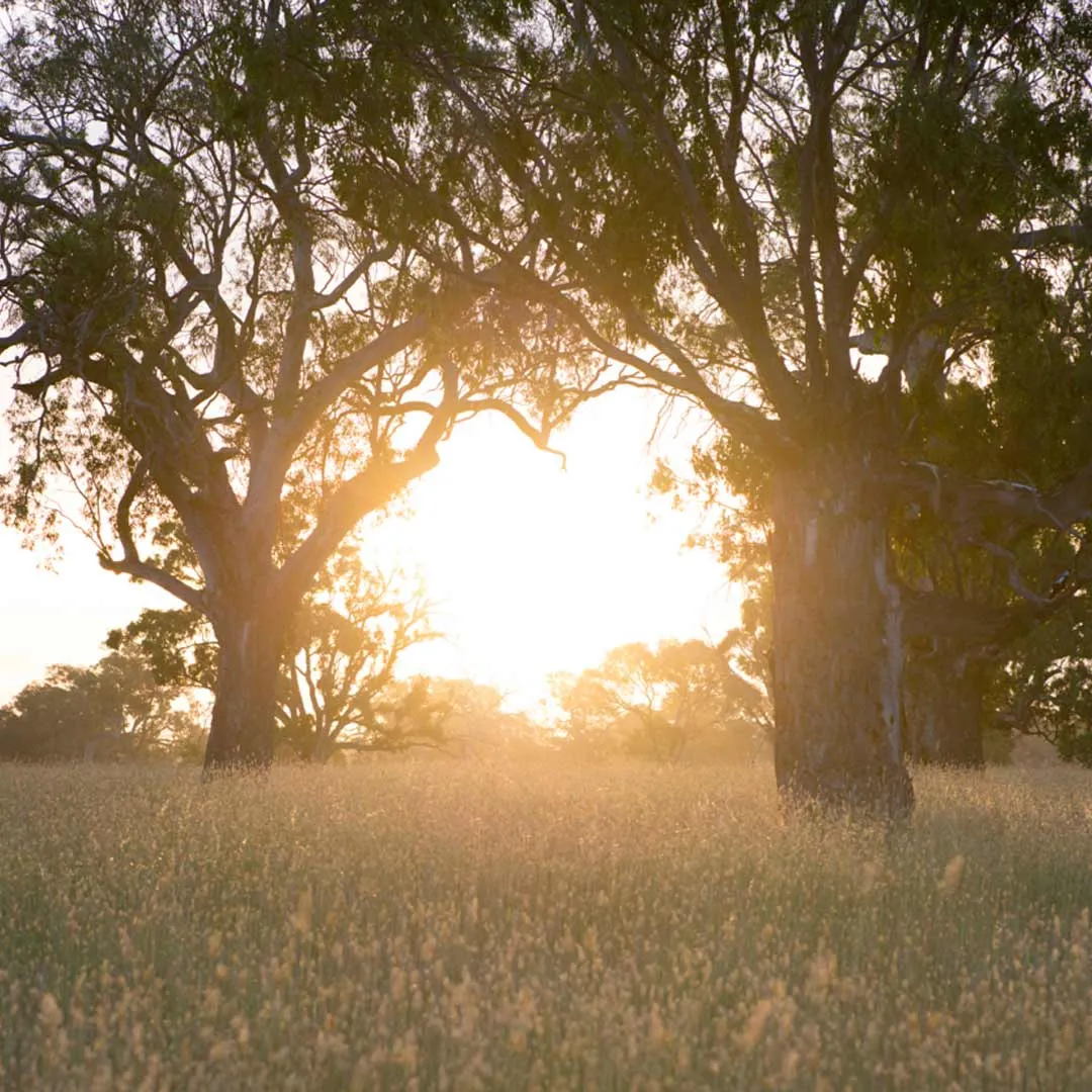 Unpowered Campsite | Magarey