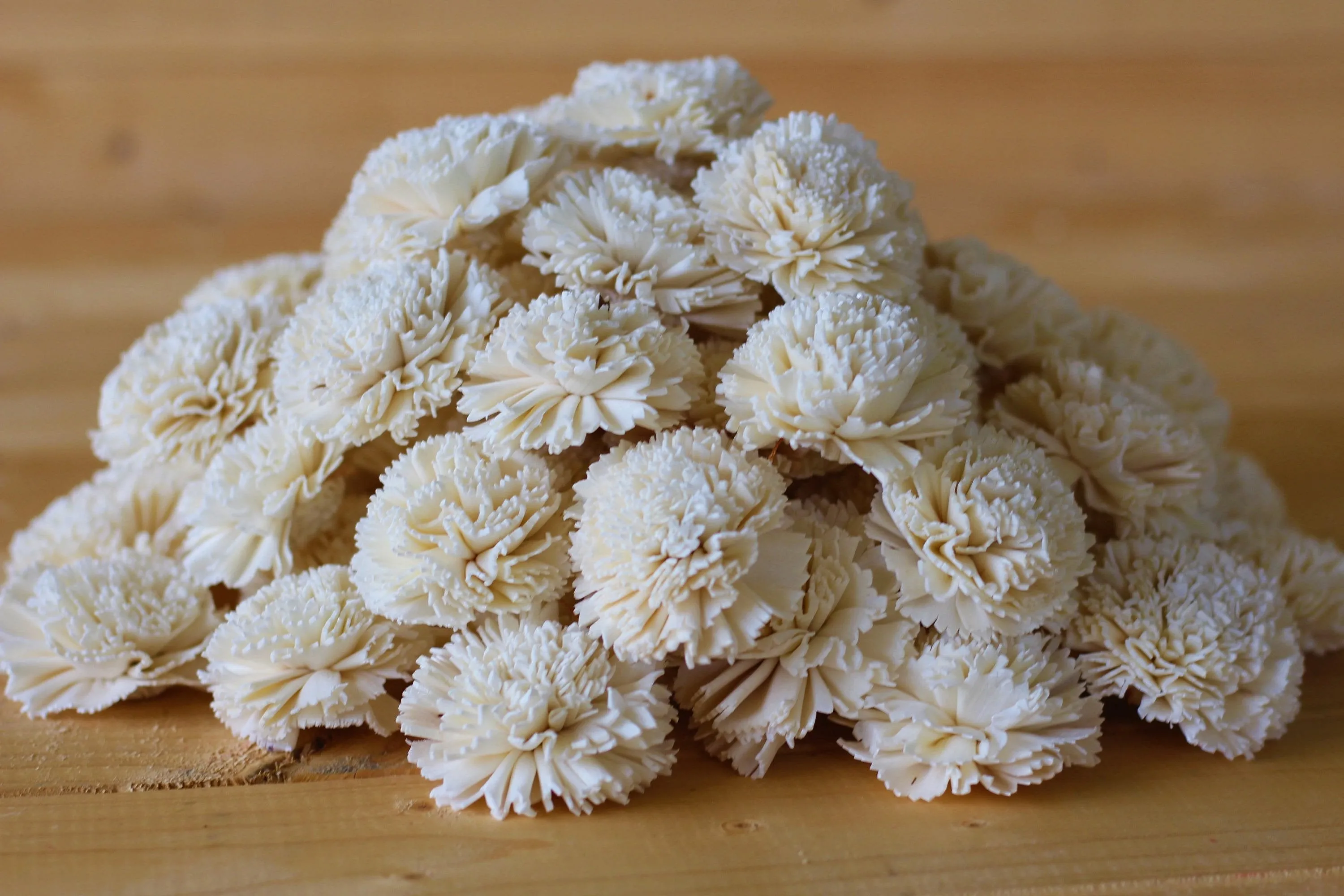 Wholesale/Bulk Sola Carnations 2" ( 25 count )